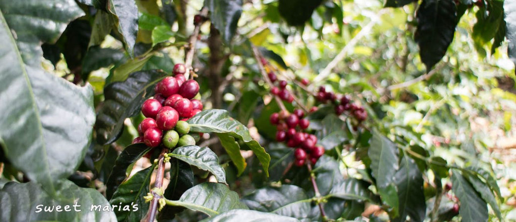 12oz Coffee (Most Popular)