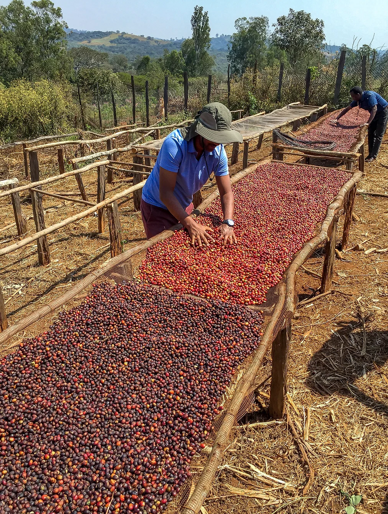 12oz Coffee (Most Popular)