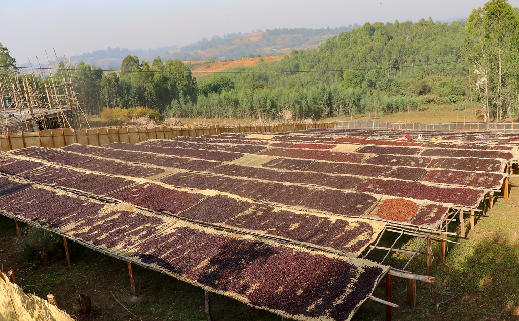 12oz Coffee (Most Popular)