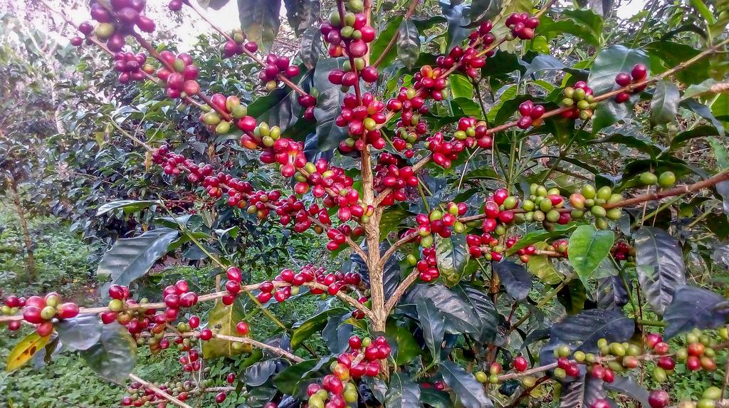 12oz Coffee (Most Popular)