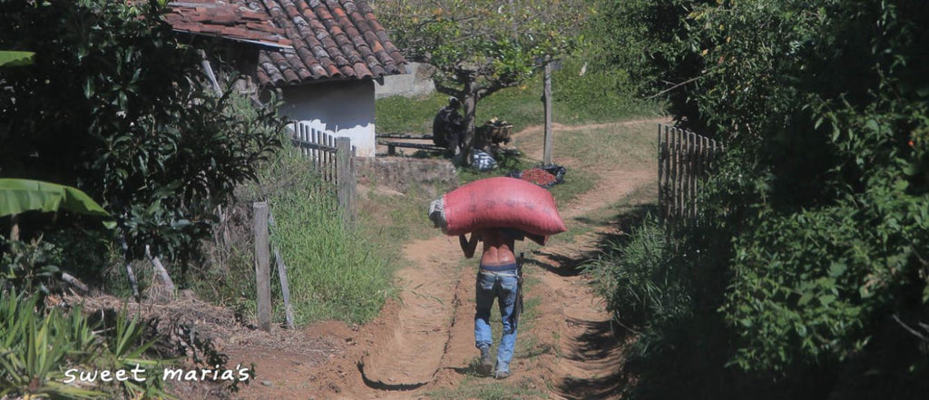 12oz Coffee (Most Popular)