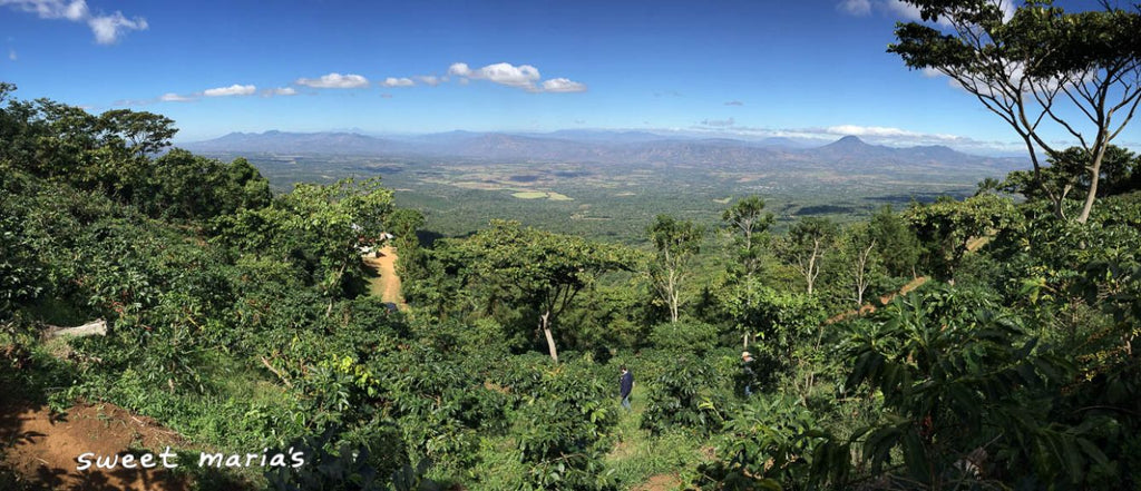 12oz Coffee (Most Popular)