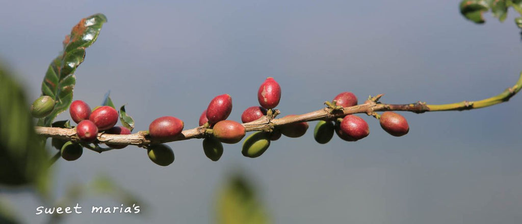 12oz Coffee (Most Popular)