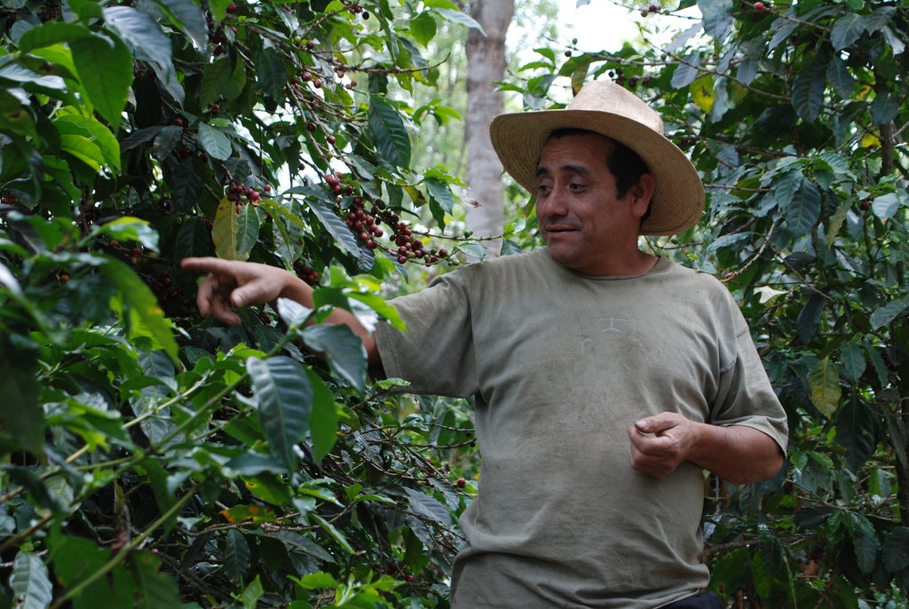 12oz Coffee (Most Popular)