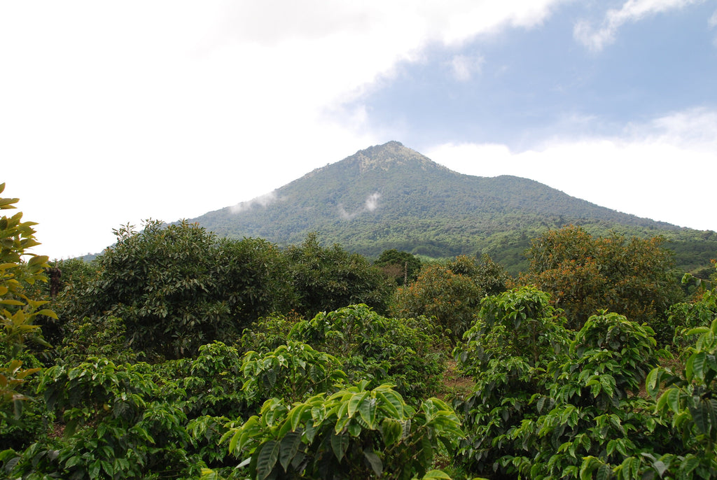 12oz Coffee (Most Popular)