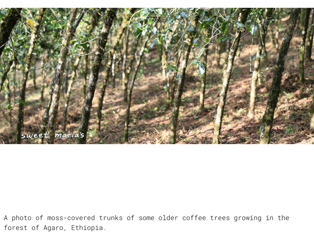 12oz Coffee (Most Popular)