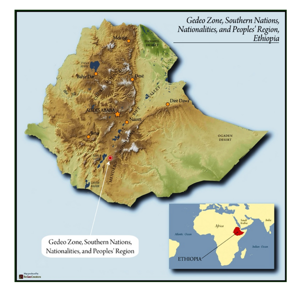 12oz Coffee (Most Popular)