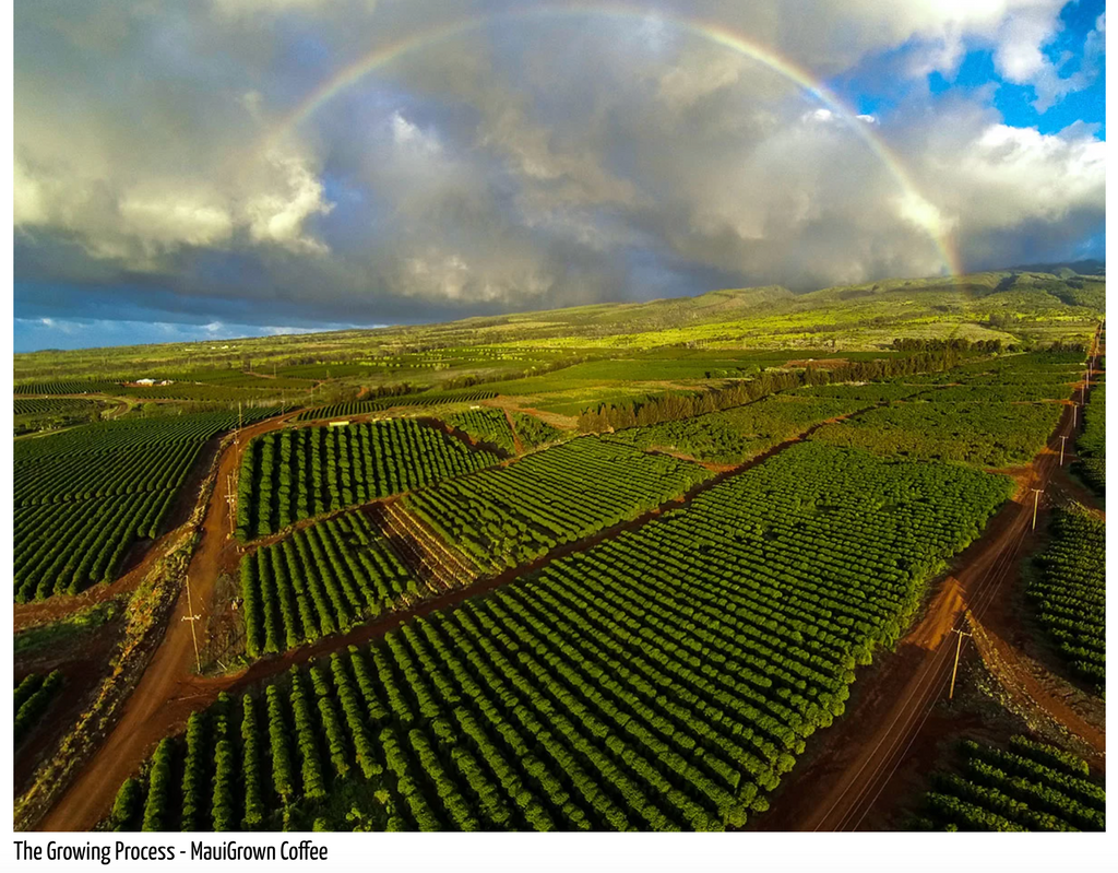 12oz Coffee (Most Popular)